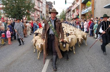 Stadtschäfer Meisezahl mit Herde im Festzug