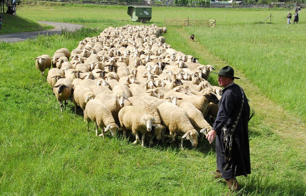 Landesleistungshüten, Schafherde, Schäfer und Hund