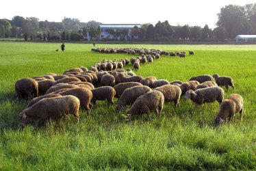 Landesleistungshüten - Schafherde weidend in S-Formation