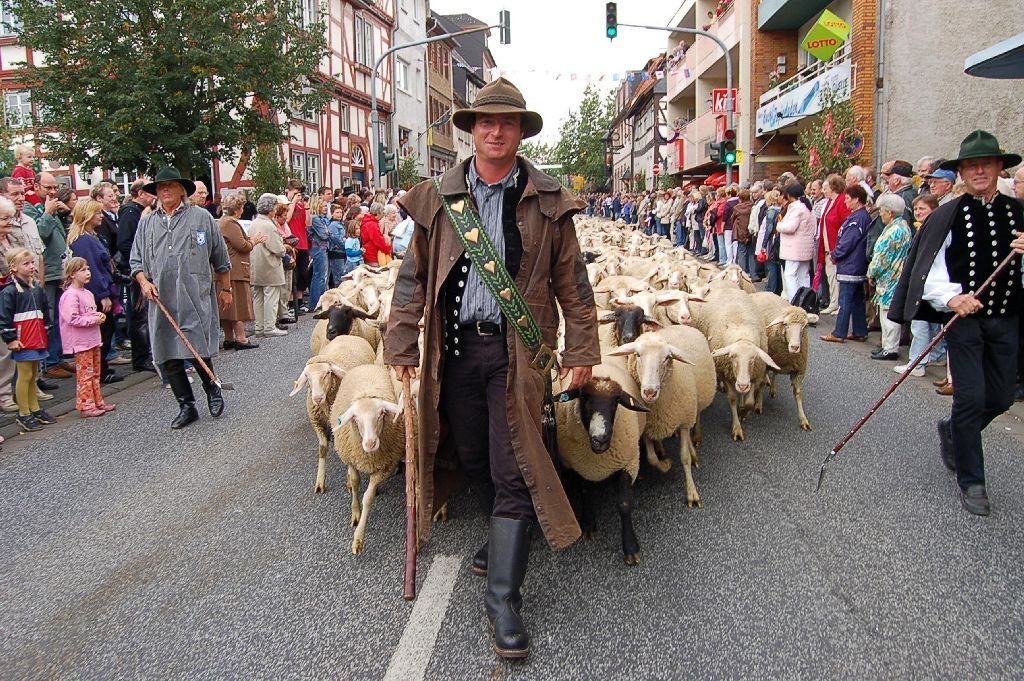 Stadtschäfer Meisezahl mit Herde im Festzug